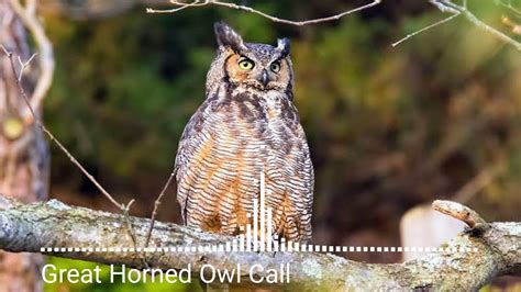 Great horned owls have a huge variety of sounds, going from profound thriving hoots to high-pitched yells. The male's resounding great horned owl call "hoo-hoo hoooooo hoo-hoo" can be heard more than a few kilometers during a silent night. Both sexes are known for the great horned owl hoot, yet males have a smaller pitch volume …